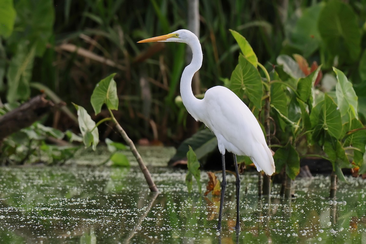 Great Egret - ML646653276