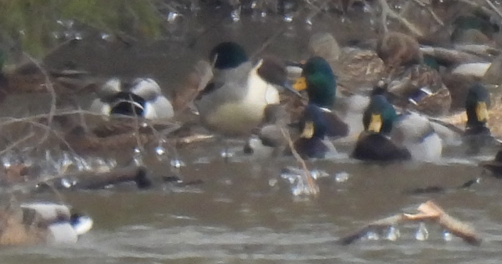 Kılkuyruk - ML646653277