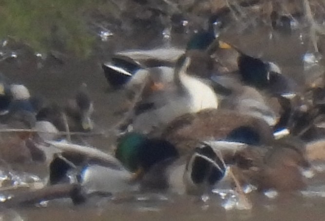 Kılkuyruk - ML646653278