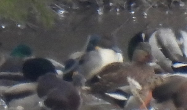 Kılkuyruk - ML646653279