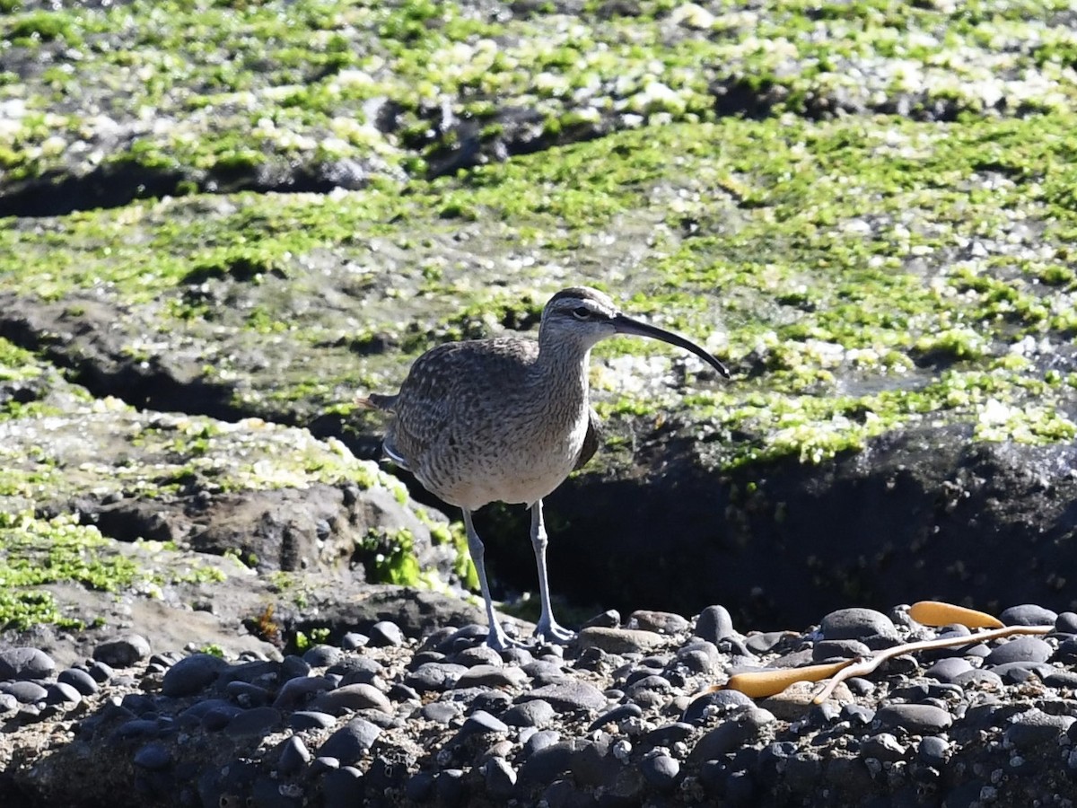 Hudsonian Whimbrel - ML646653280