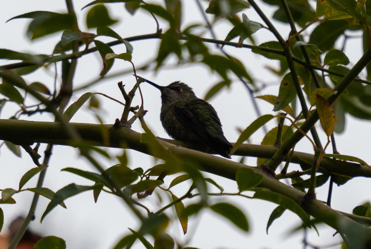 Anna's Hummingbird - ML646653281