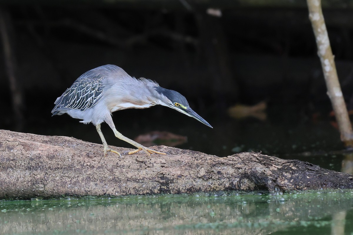 Striated Heron - ML646653282