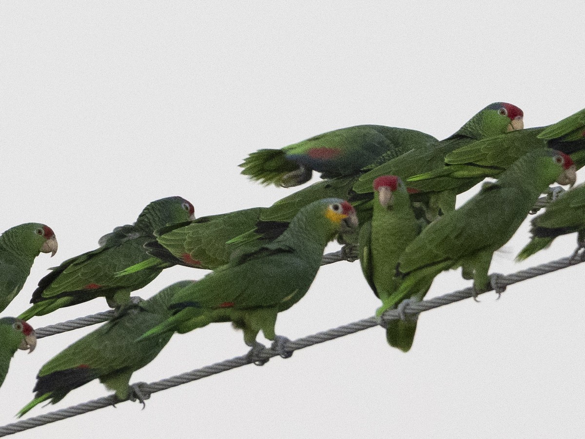 Red-lored Amazon - ML646653283