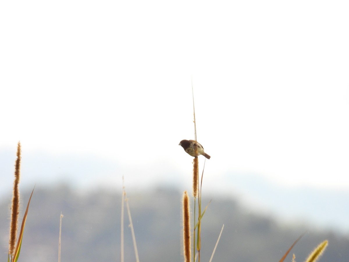 Gelbbauchspelzer - ML646653284