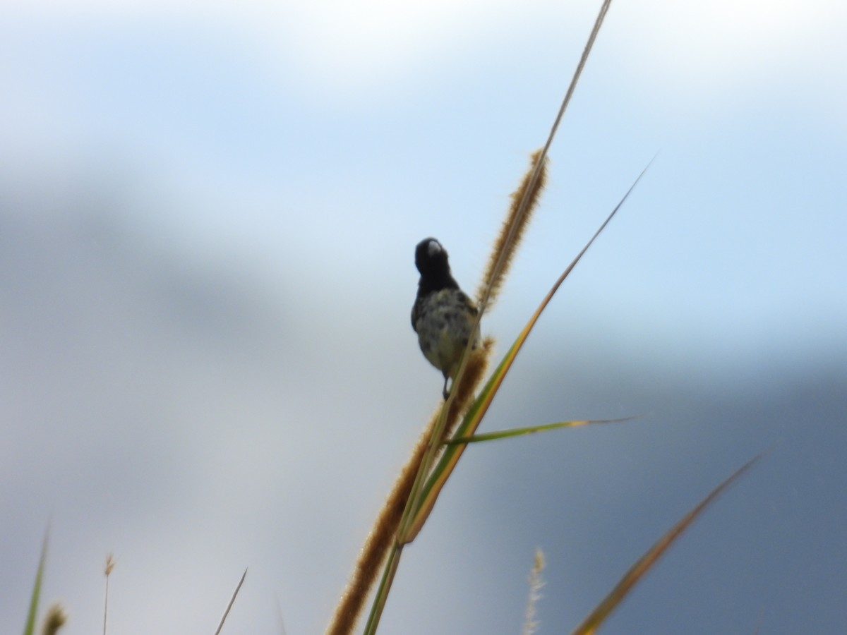 Gelbbauchspelzer - ML646653285