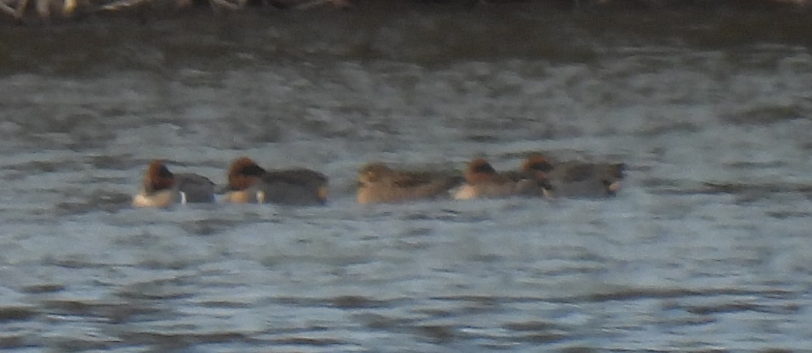 Çamurcun - ML646653286