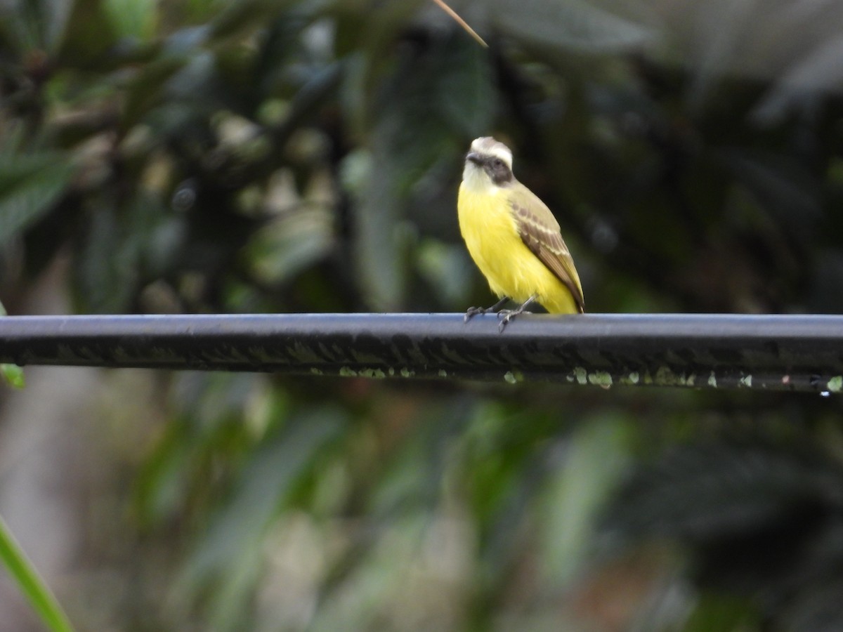 Rotscheitel-Maskentyrann - ML646653287