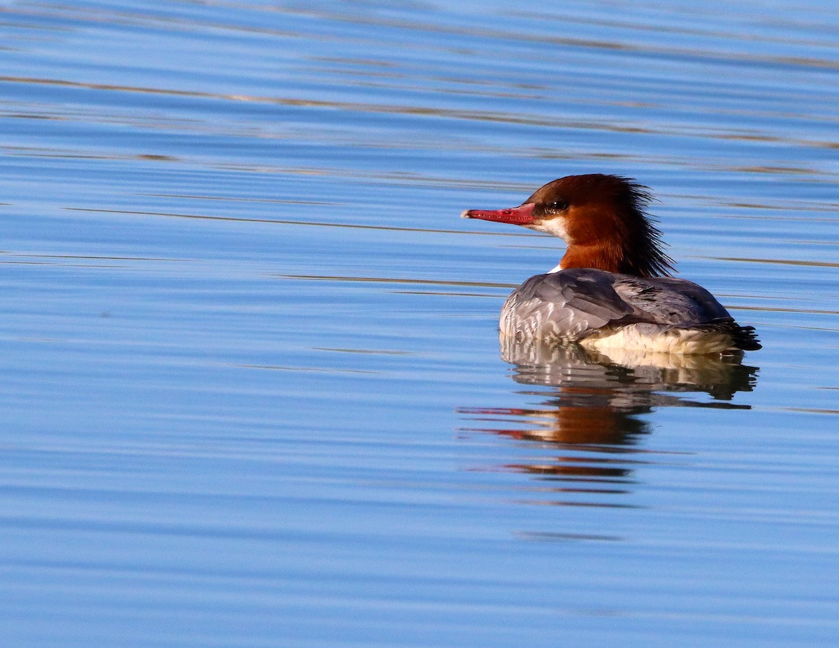 morčák velký - ML646653288