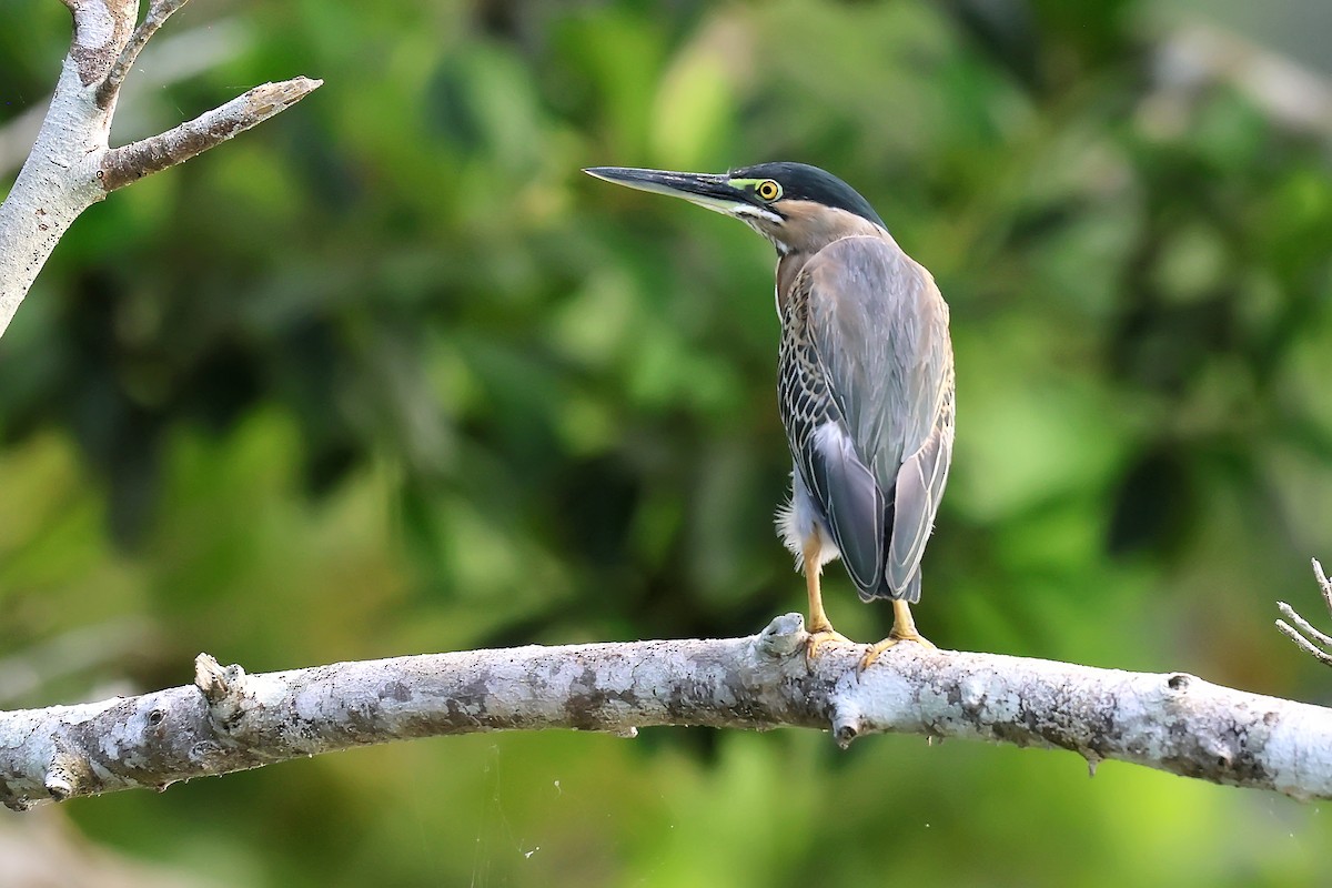 Striated Heron - ML646653289