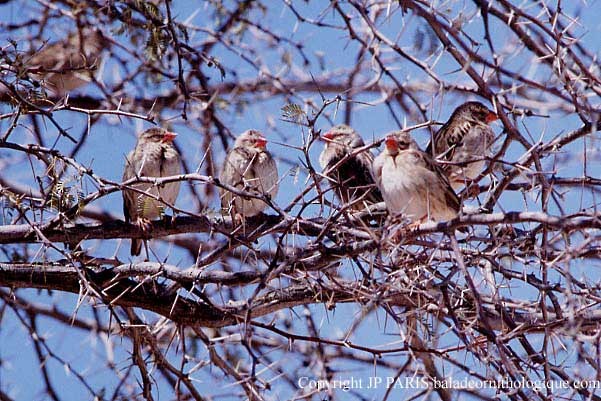 Red-billed Quelea - ML646653291