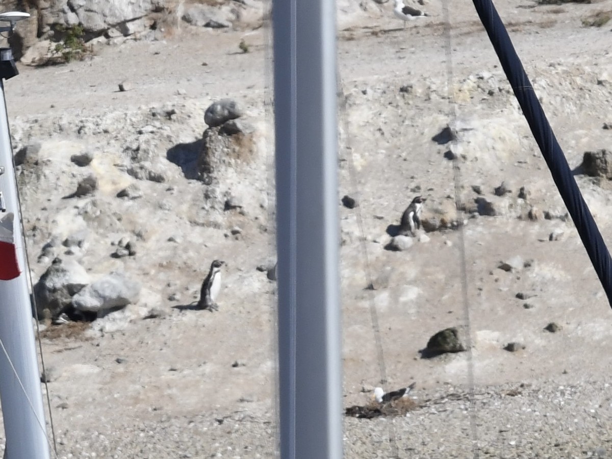 Humboldt Penguin - ML646653295