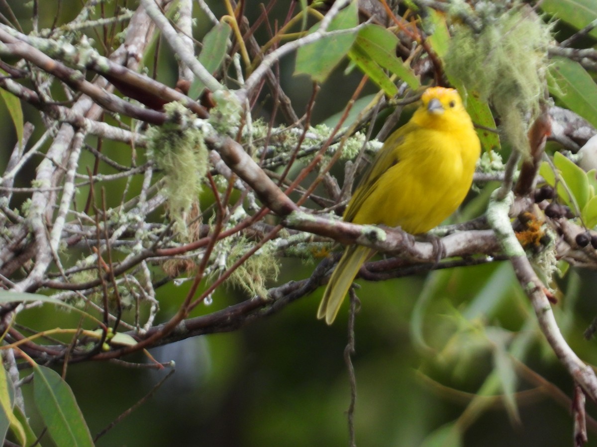 Safrangilbtangare - ML646653297