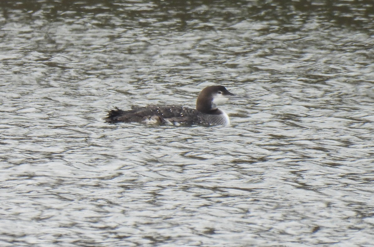 Buz Dalgıcı - ML646653299