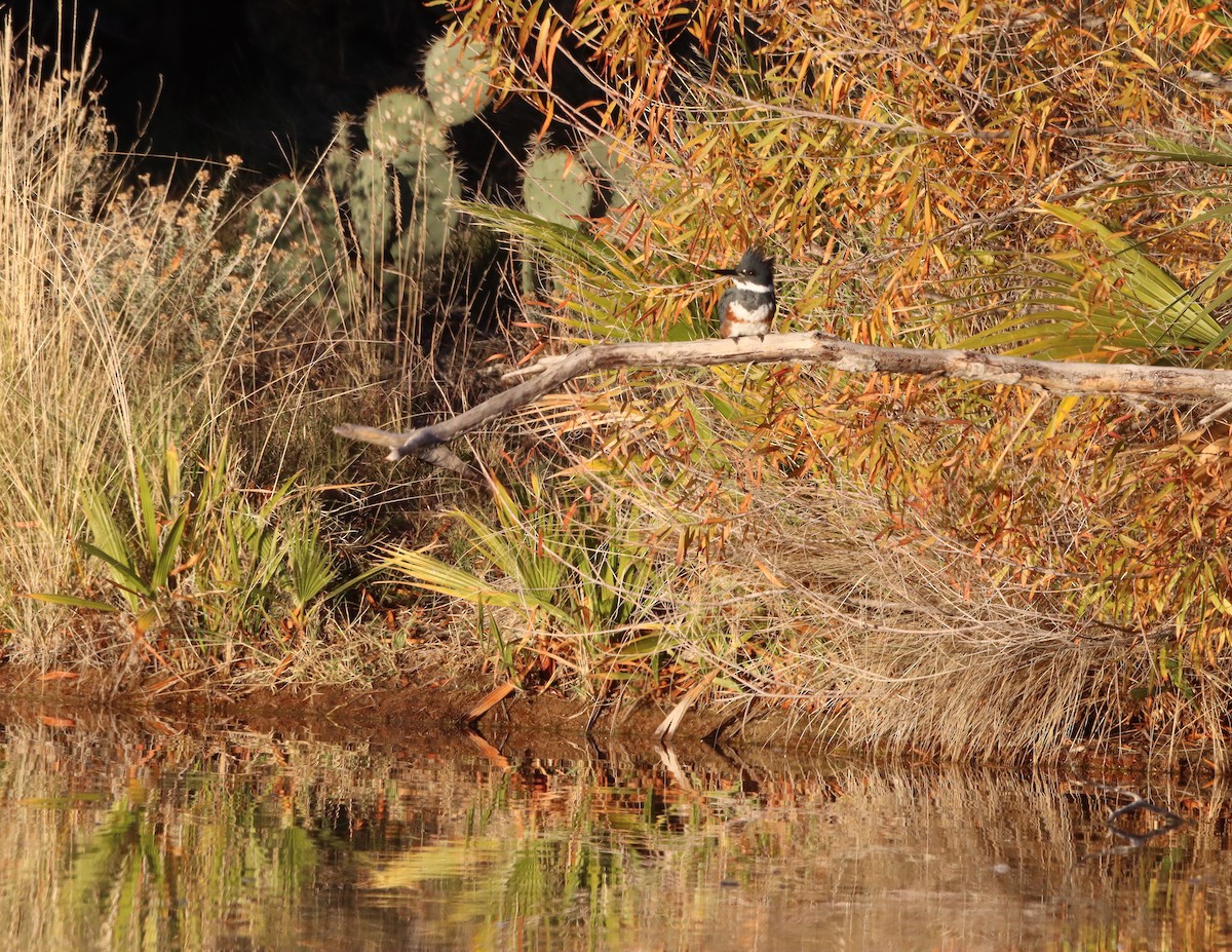 rybařík pruhoprsý - ML646653300