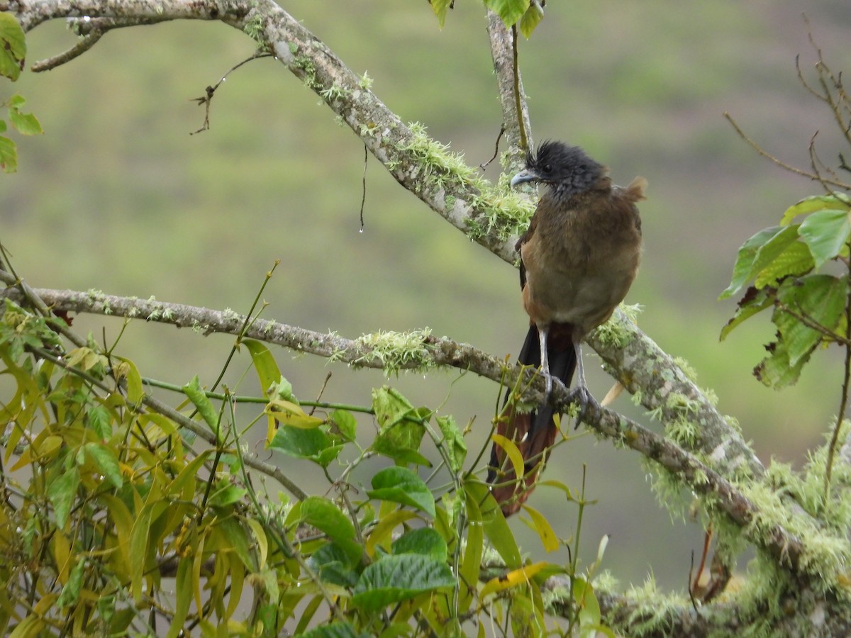 Rotsteißguan - ML646653301