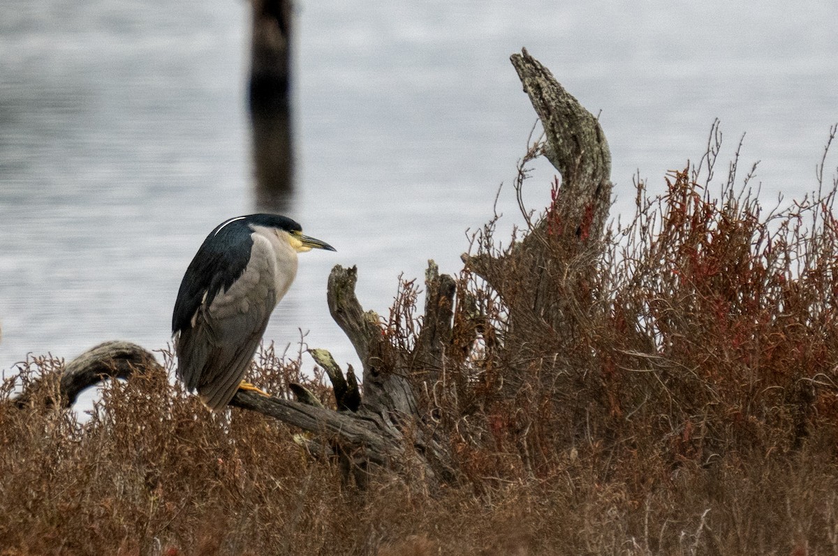 Black-crowned Night Heron - ML646653302