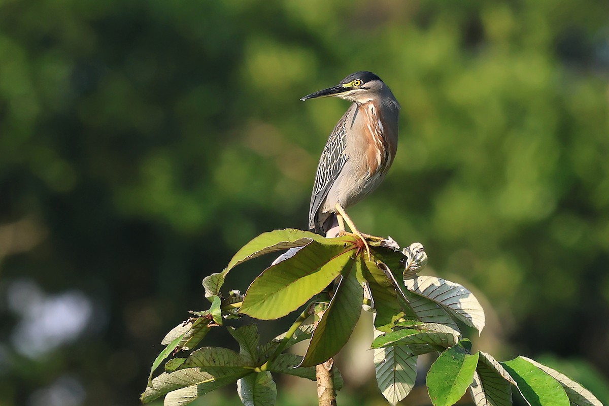 Striated Heron - ML646653303