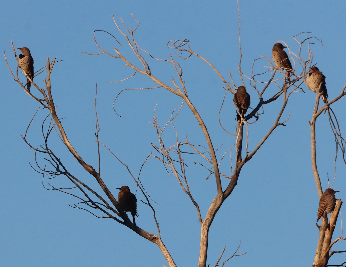 datel zlatý - ML646653304