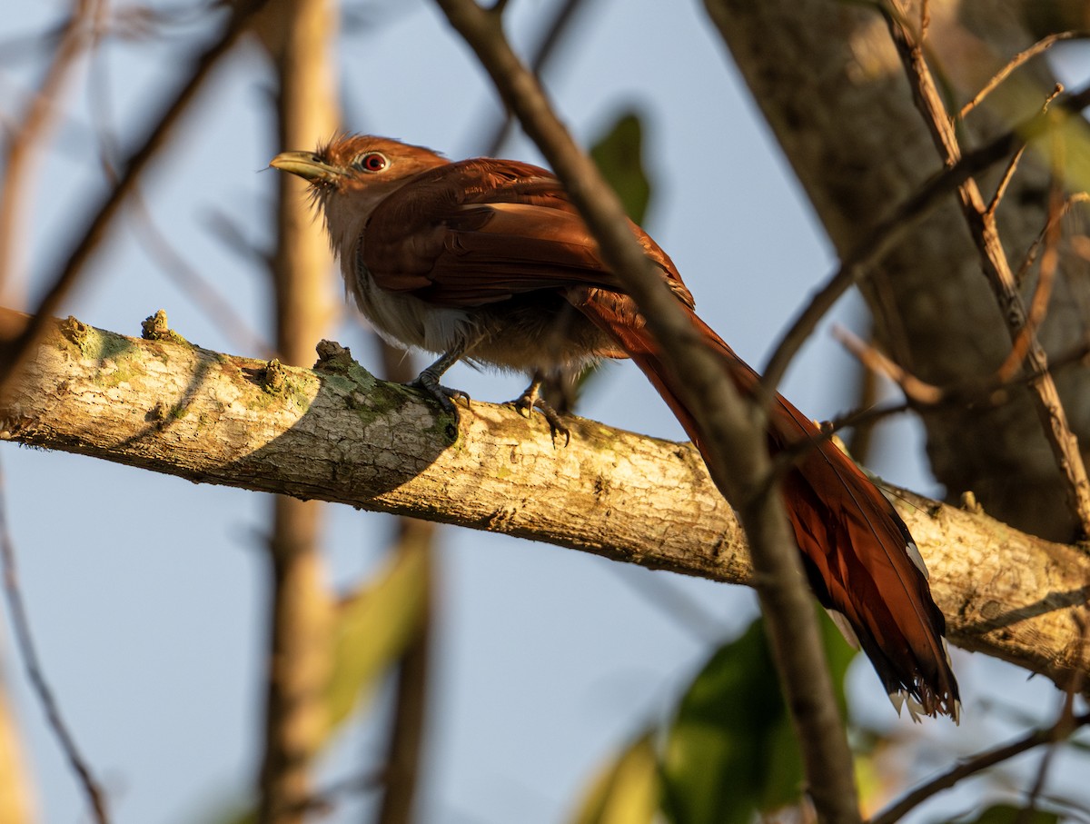 Mexican Squirrel-Cuckoo - ML646653305