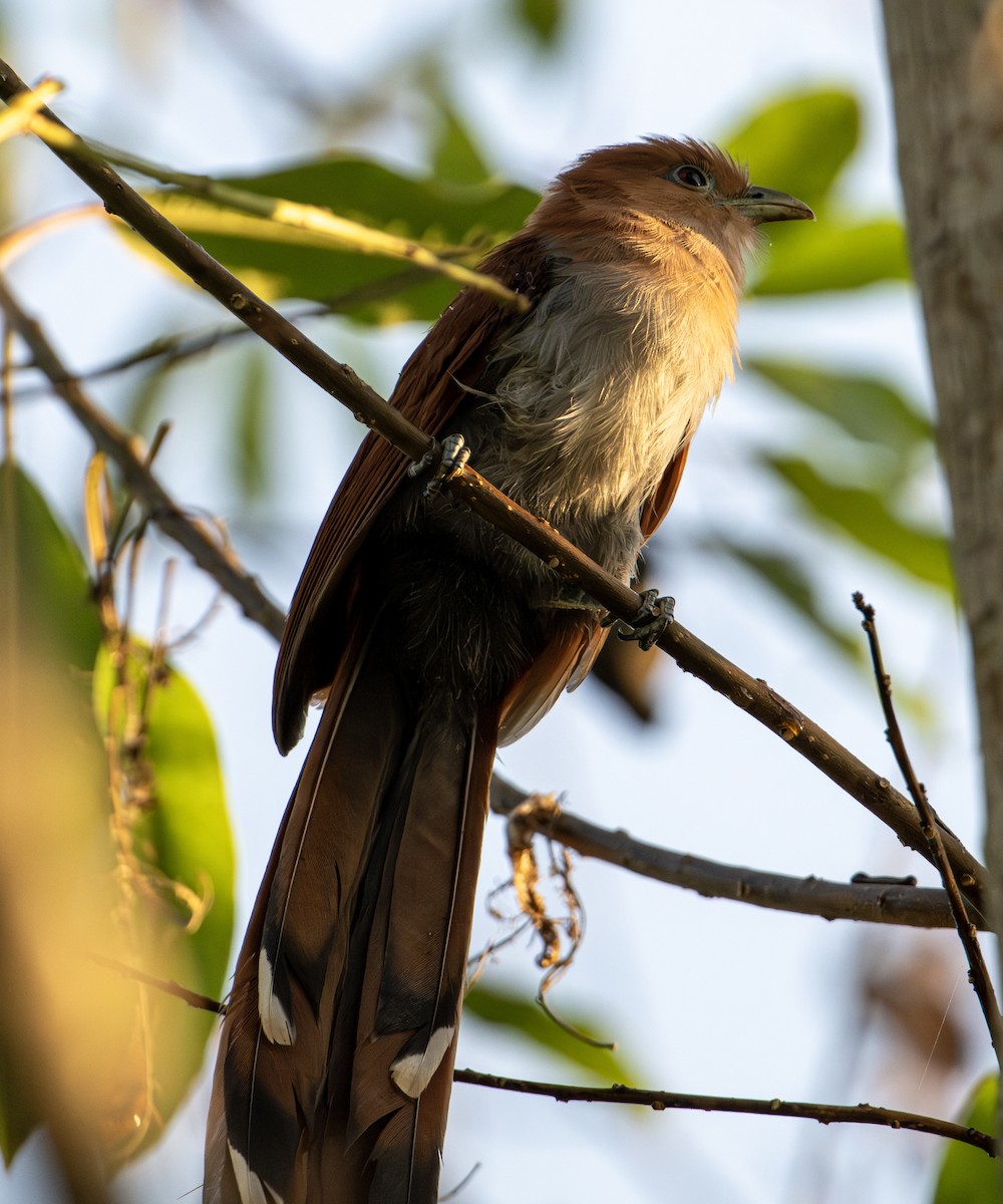 Mexican Squirrel-Cuckoo - ML646653306