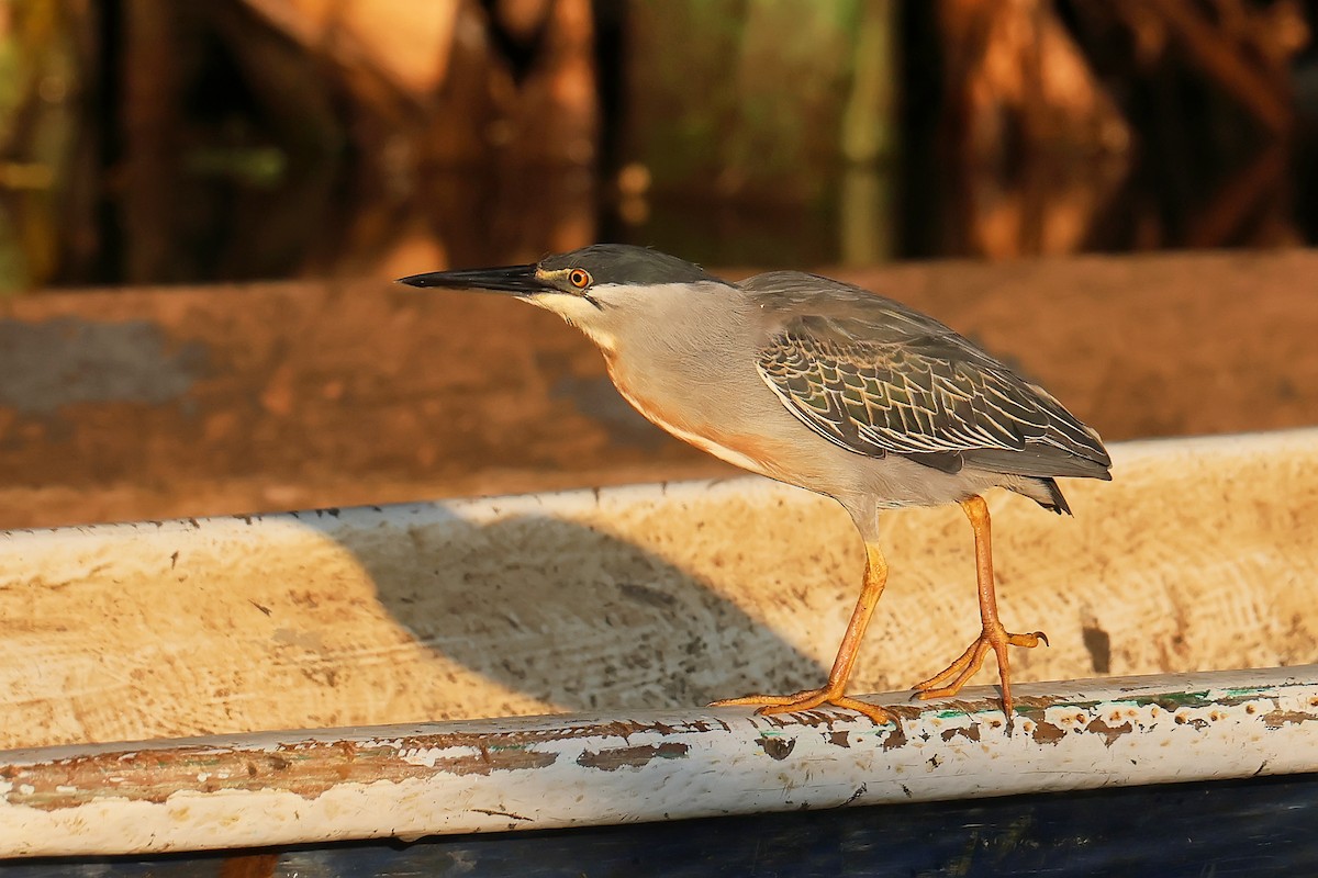 Striated Heron - ML646653307