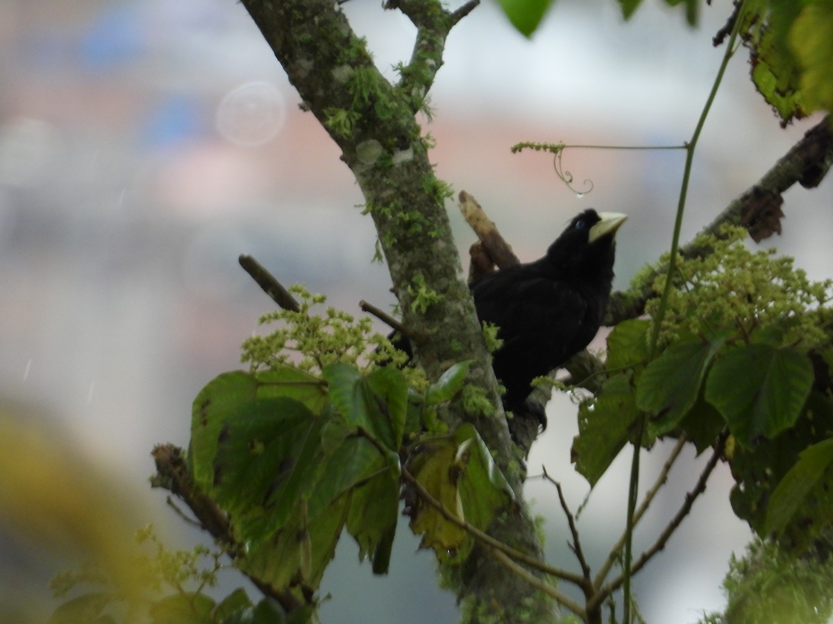 Krähenstirnvogel - ML646653308