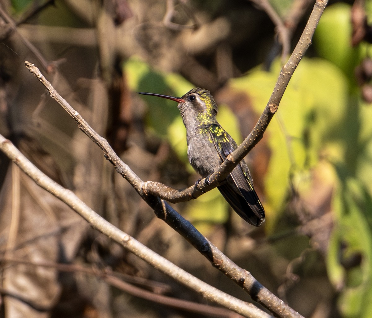 Funkenkehlkolibri - ML646653309