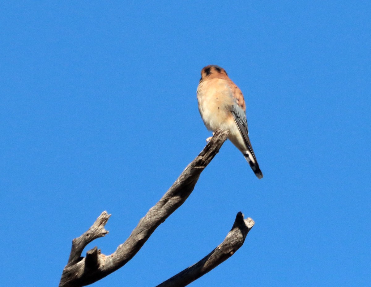 poštolka pestrá - ML646653313