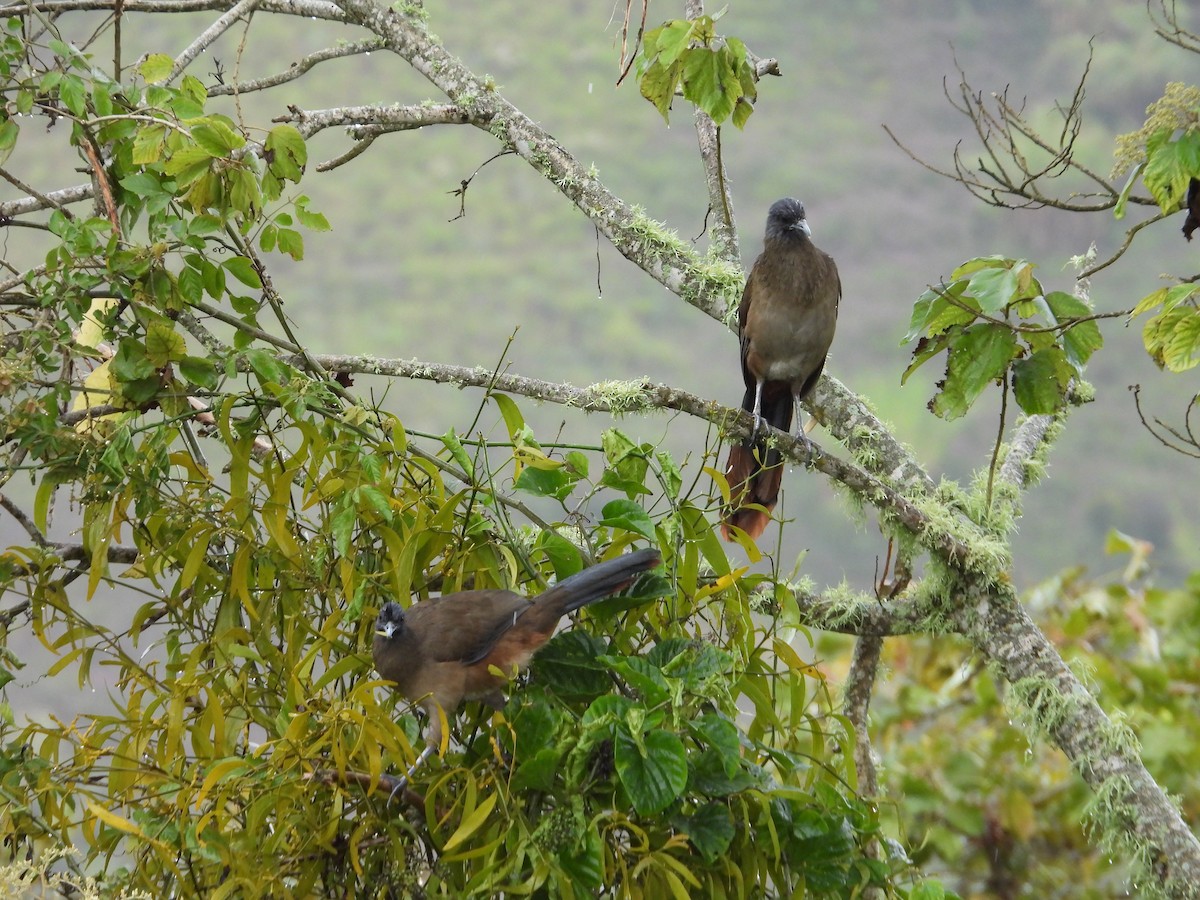 Rotsteißguan - ML646653314