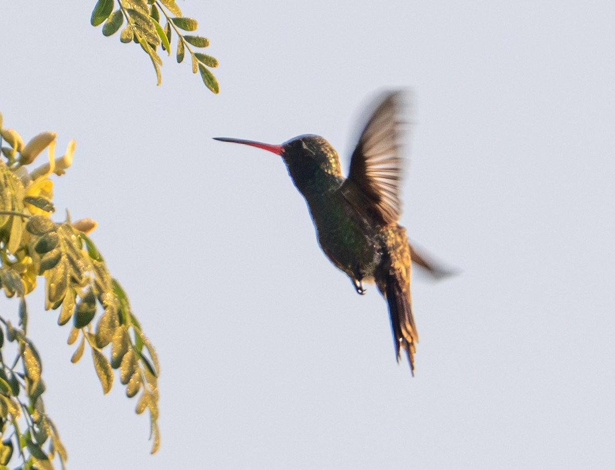Breitschnabelkolibri - ML646653315
