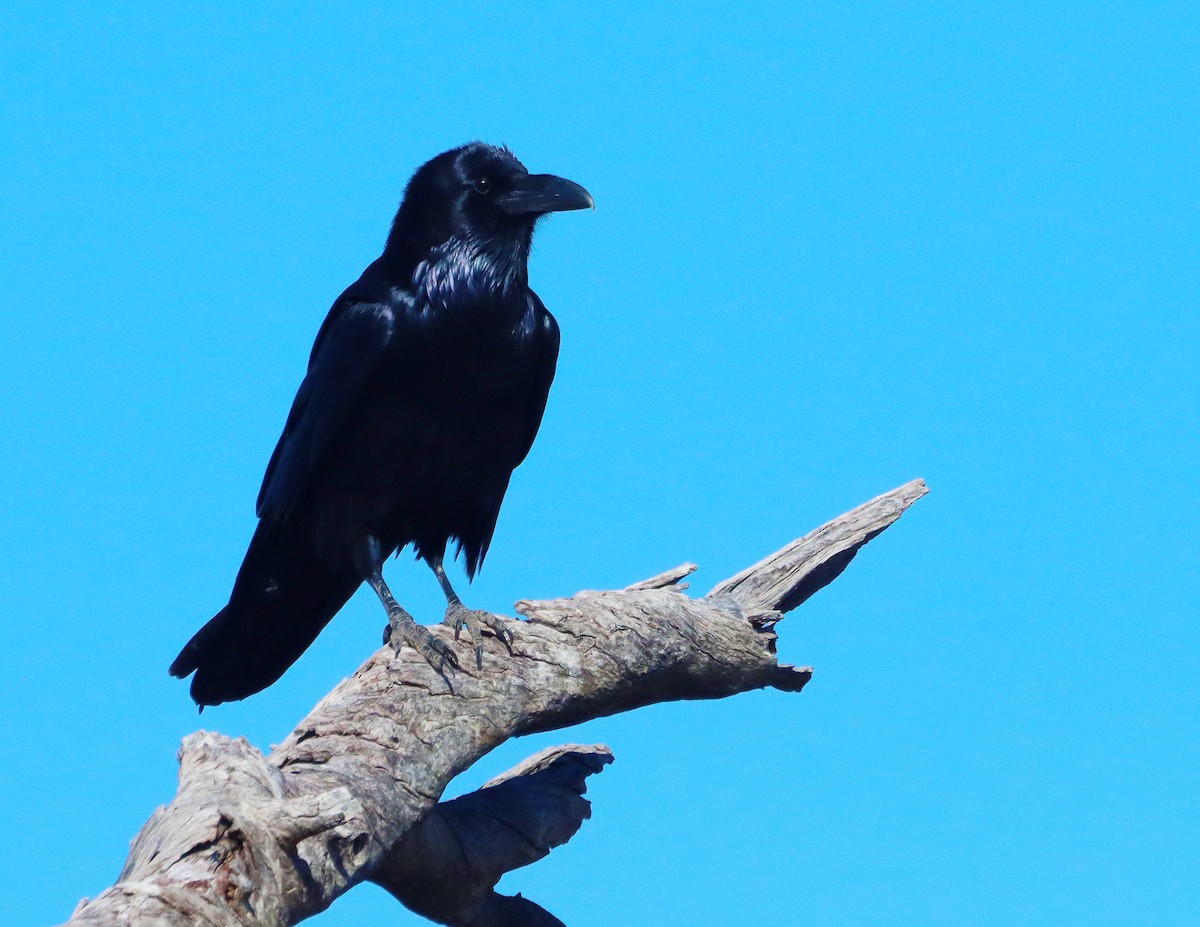 krkavec velký - ML646653316