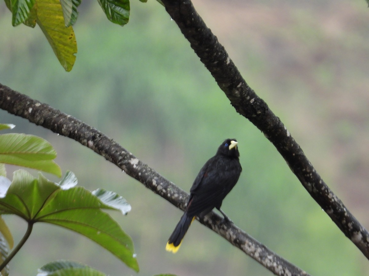 Krähenstirnvogel - ML646653318