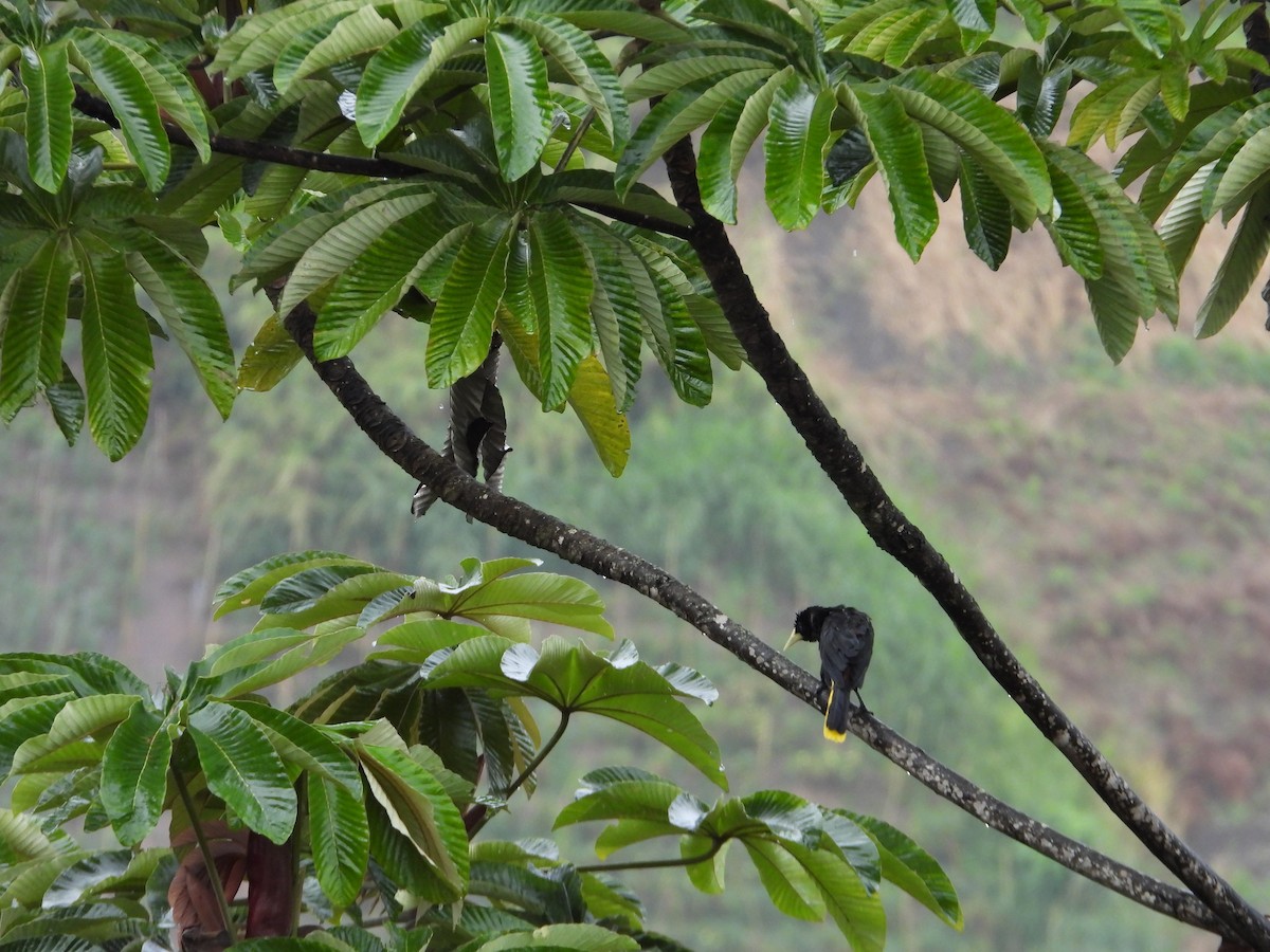 Krähenstirnvogel - ML646653320