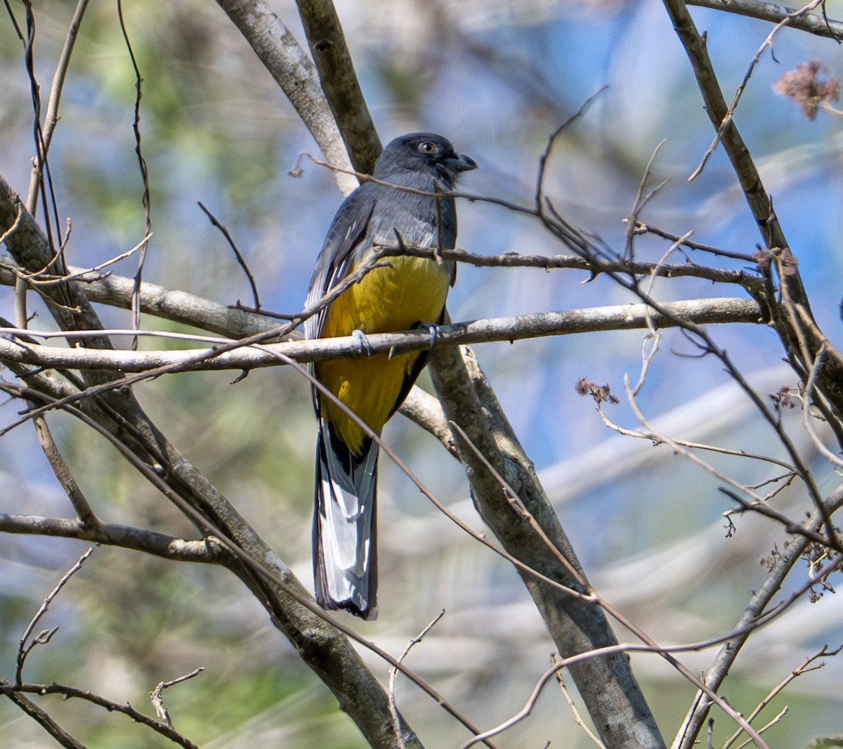 Limon Rengi Trogon - ML646653321