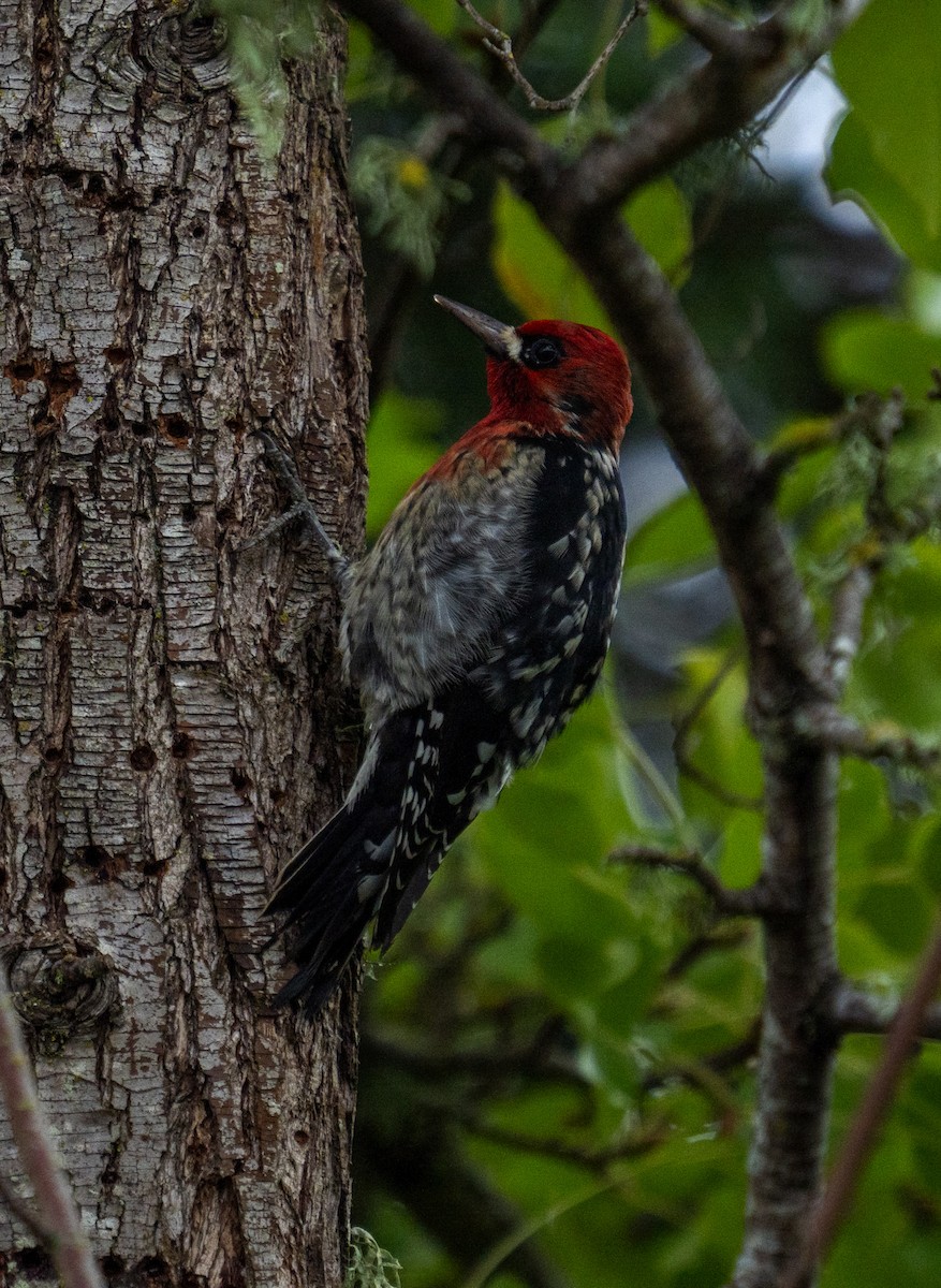 Red-breasted Sapsucker - ML646653322