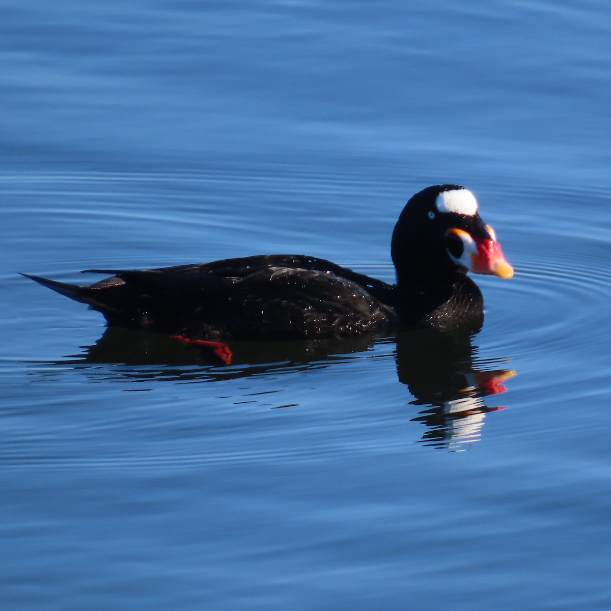Турпан білолобий - ML646653325