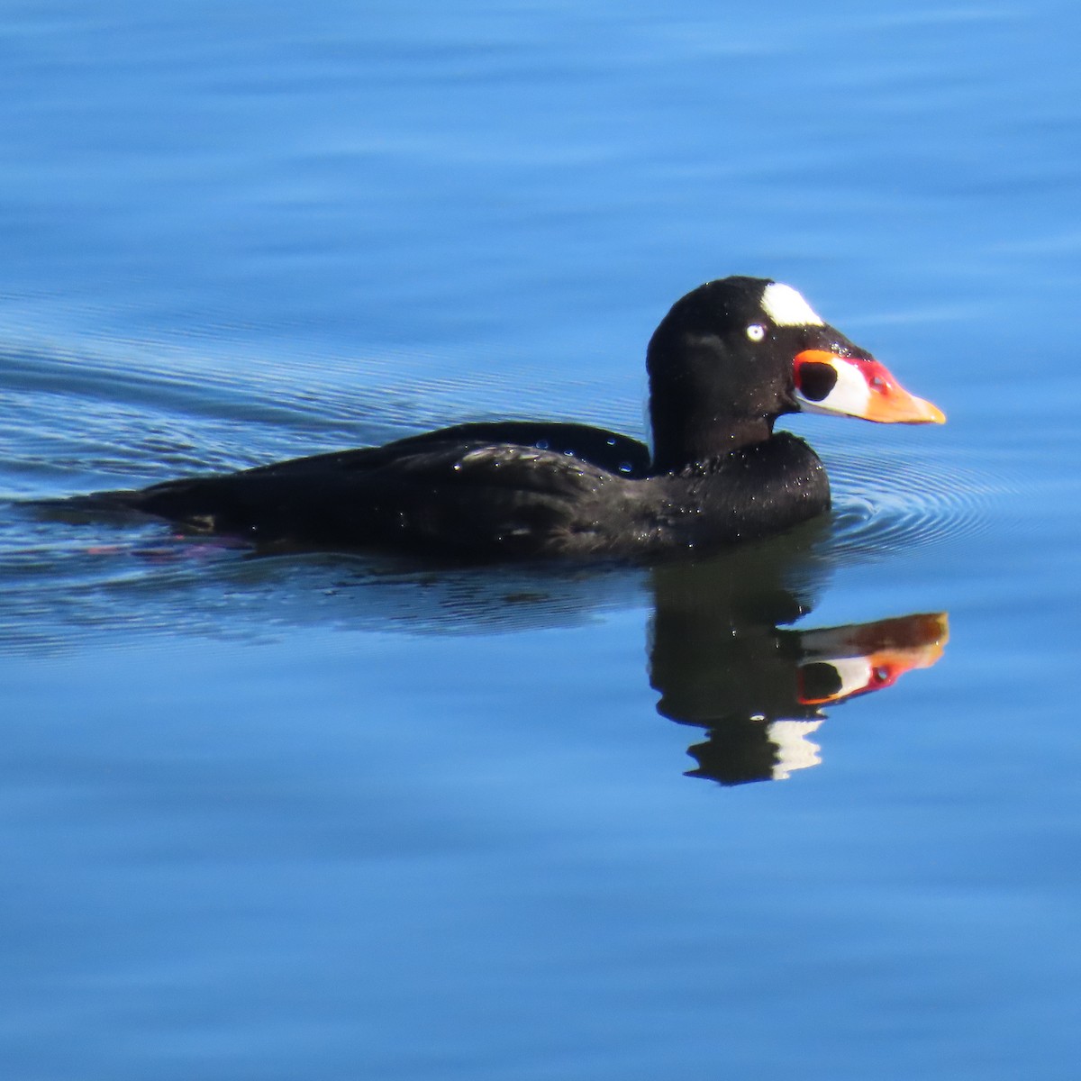 Турпан білолобий - ML646653326