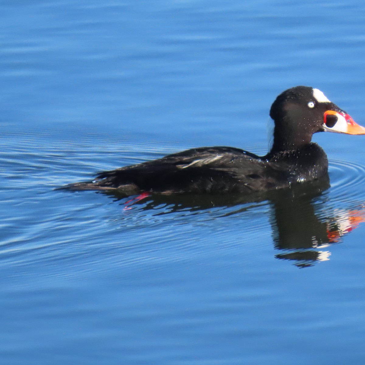Турпан білолобий - ML646653327