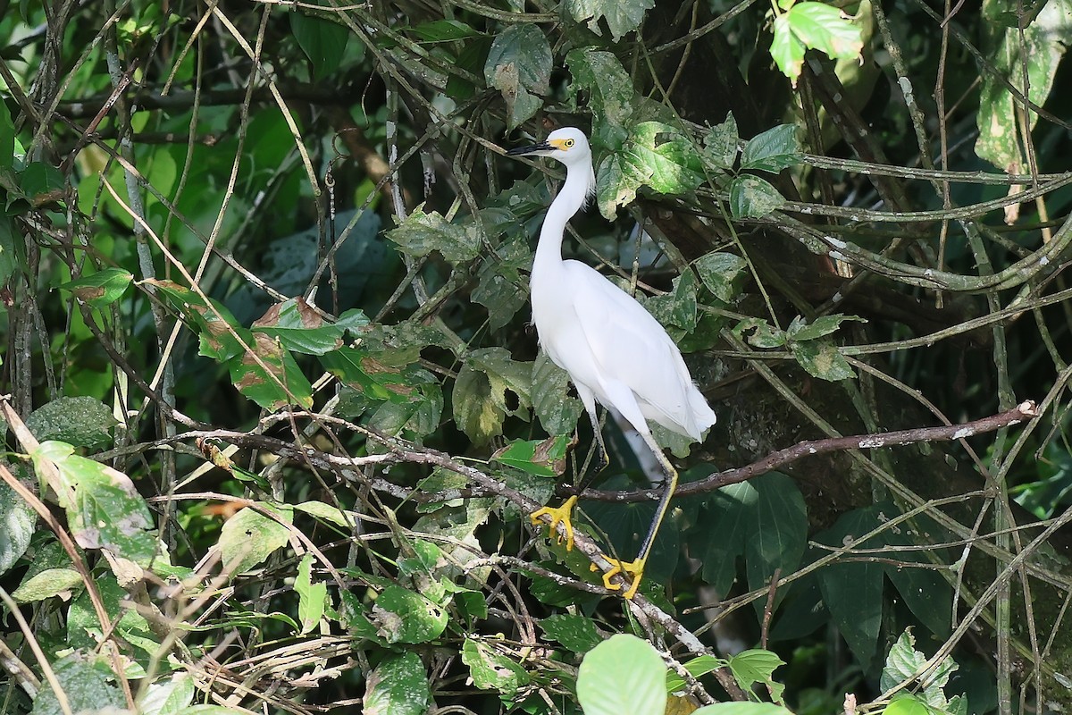 Snowy Egret - ML646653328
