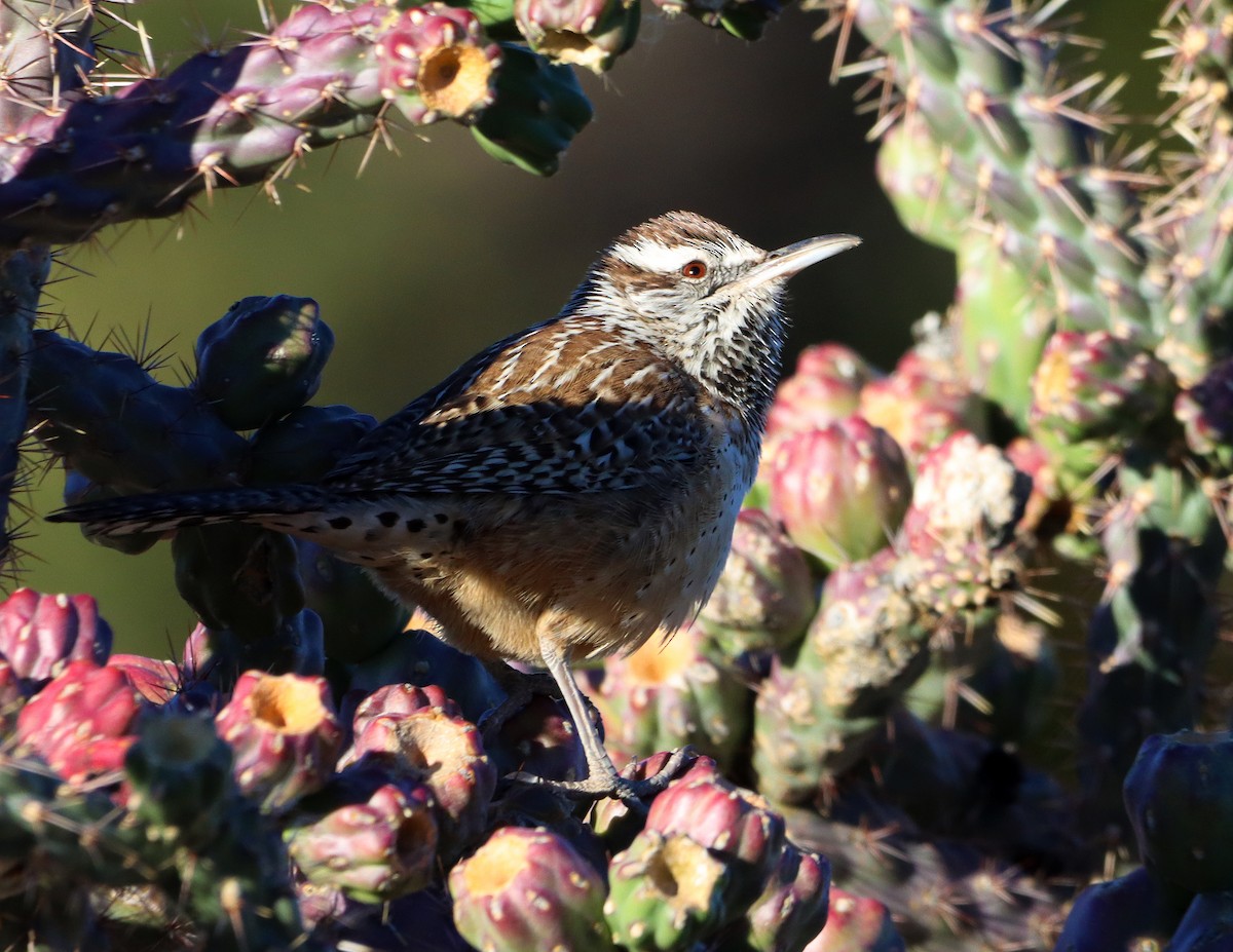 střízlík kaktusový - ML646653331