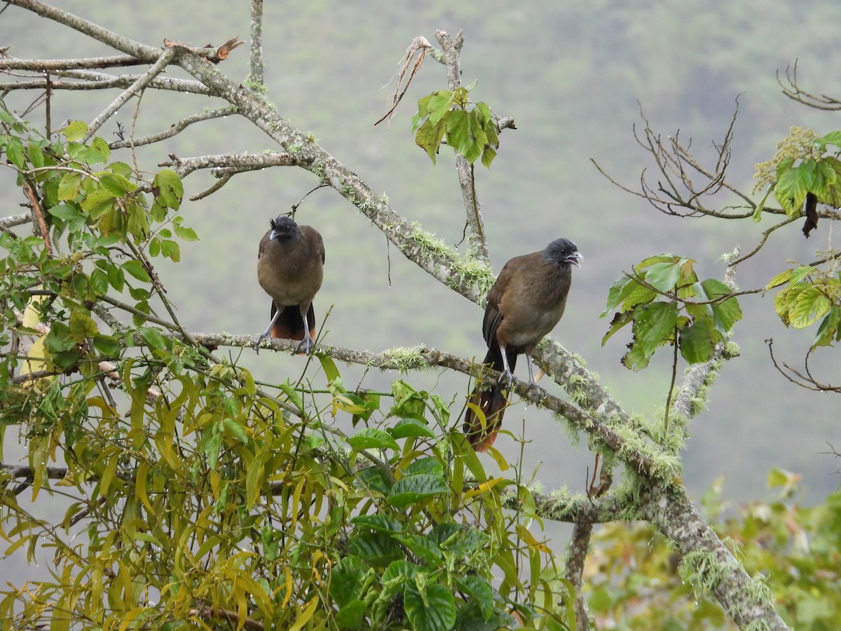 Rotsteißguan - ML646653332