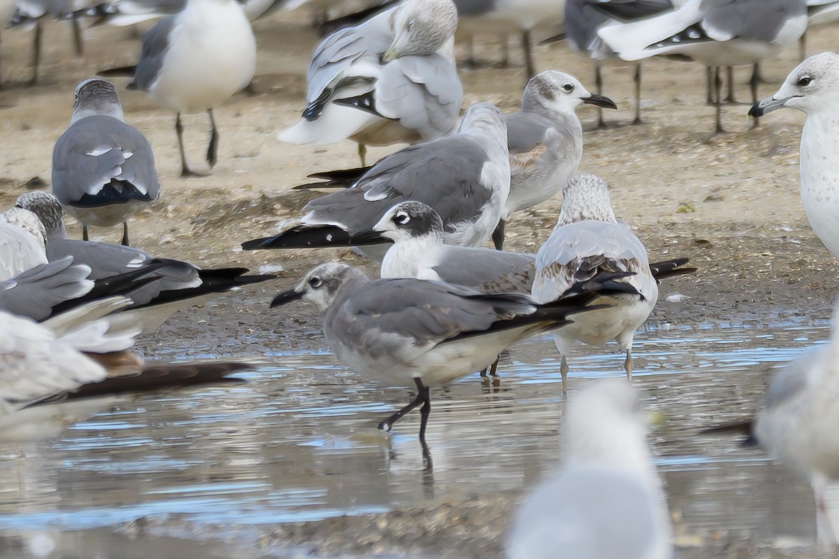 שחף אפור-זנב - ML646653334