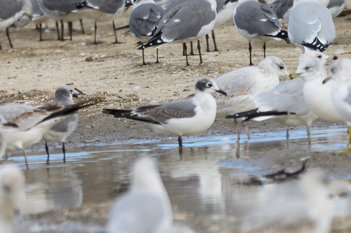 שחף אפור-זנב - ML646653335