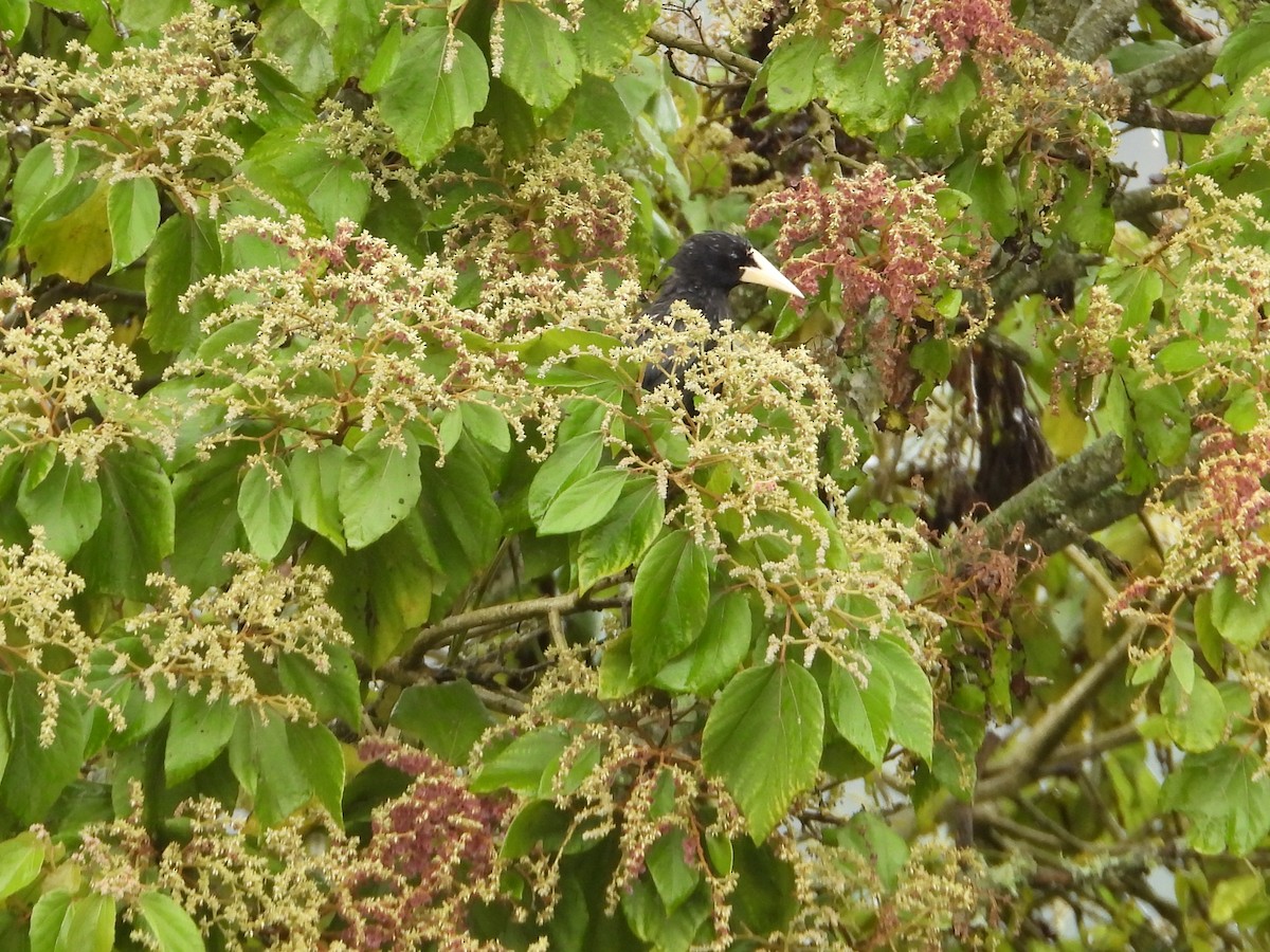 Krähenstirnvogel - ML646653336