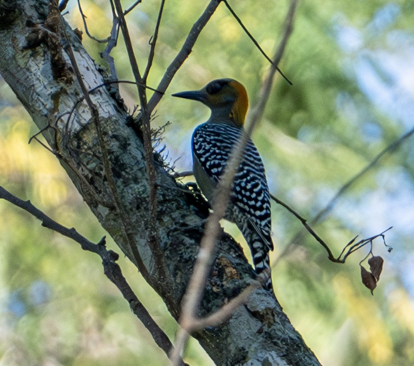 Altın Yanaklı Ağaçkakan - ML646653337