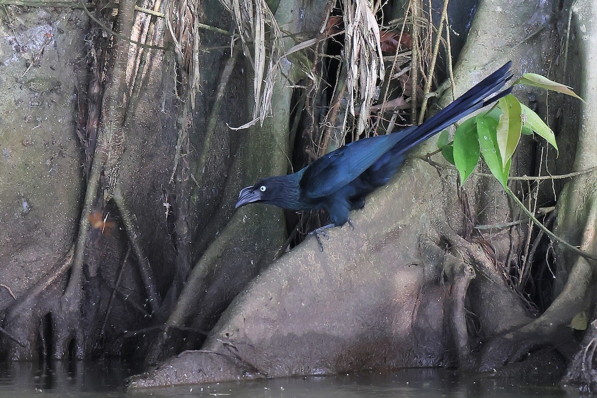 Greater Ani - ML646653338