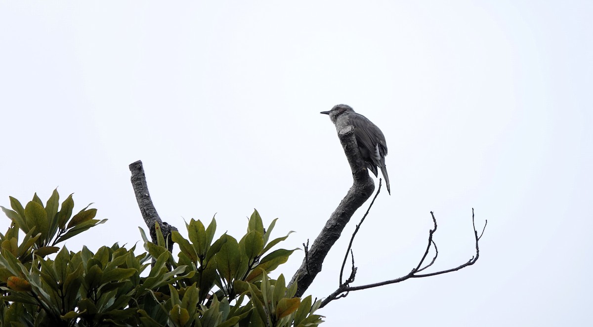 brunørebylbyl - ML646653339