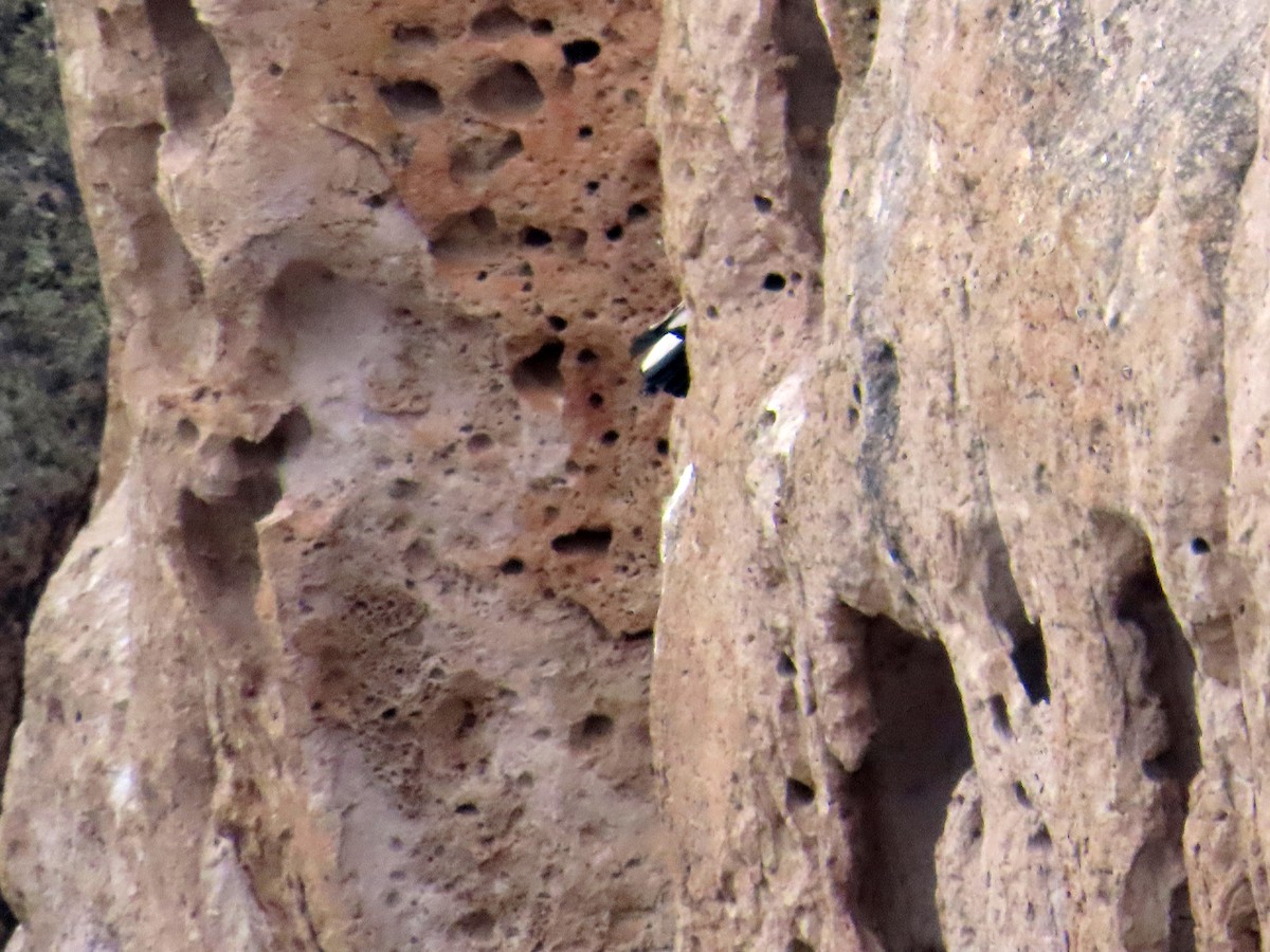 Andean Condor - ML646653341