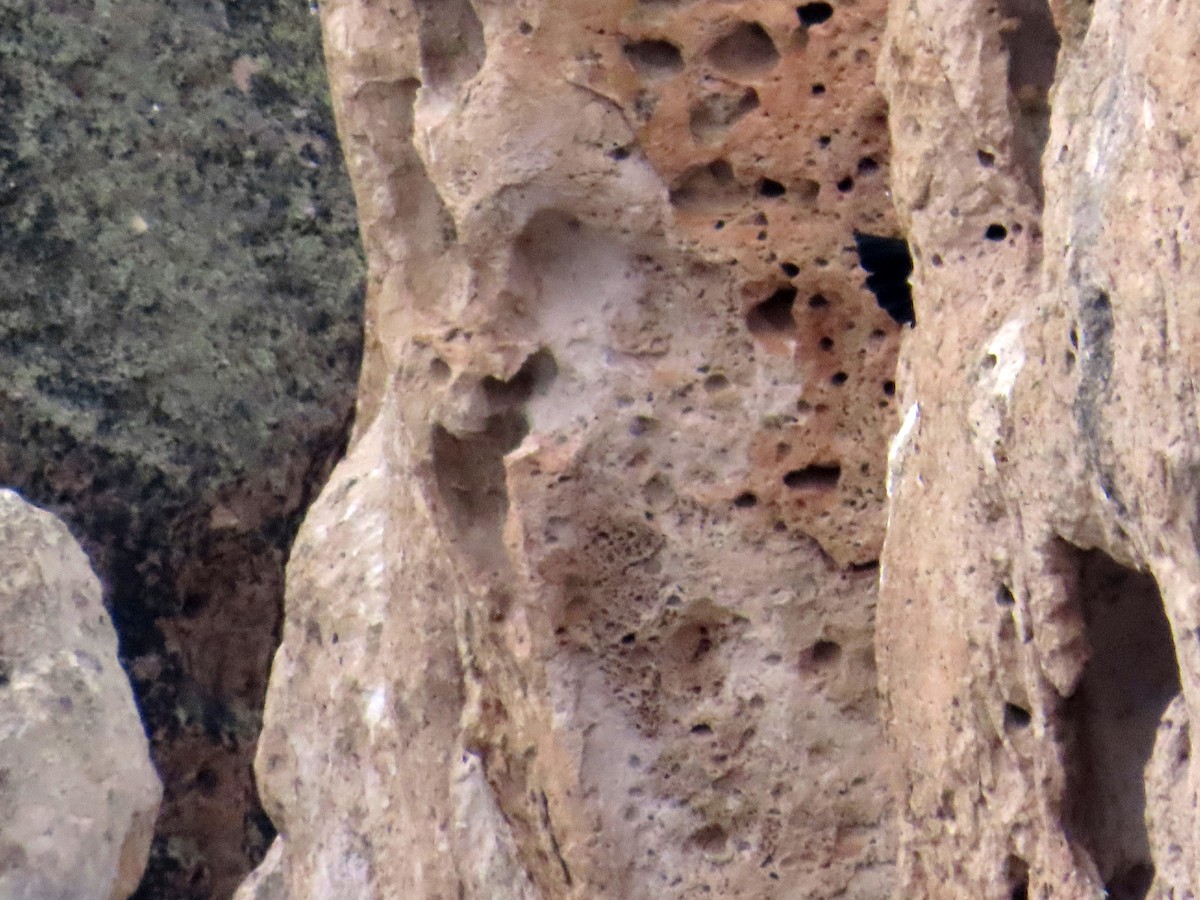 Andean Condor - ML646653342